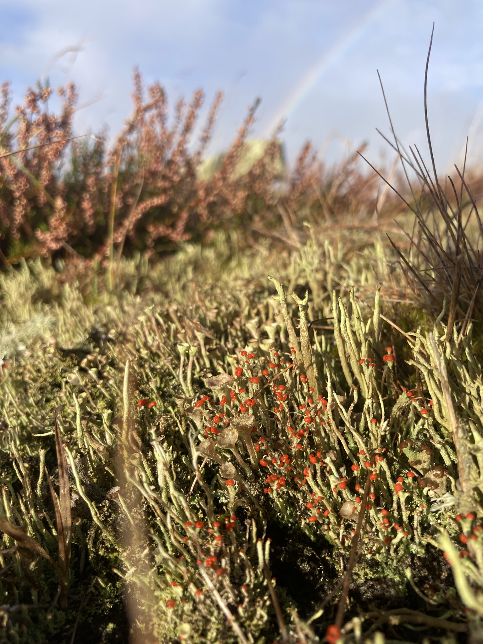 lichen051025