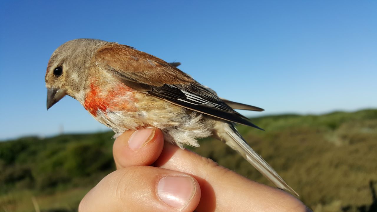 linnet