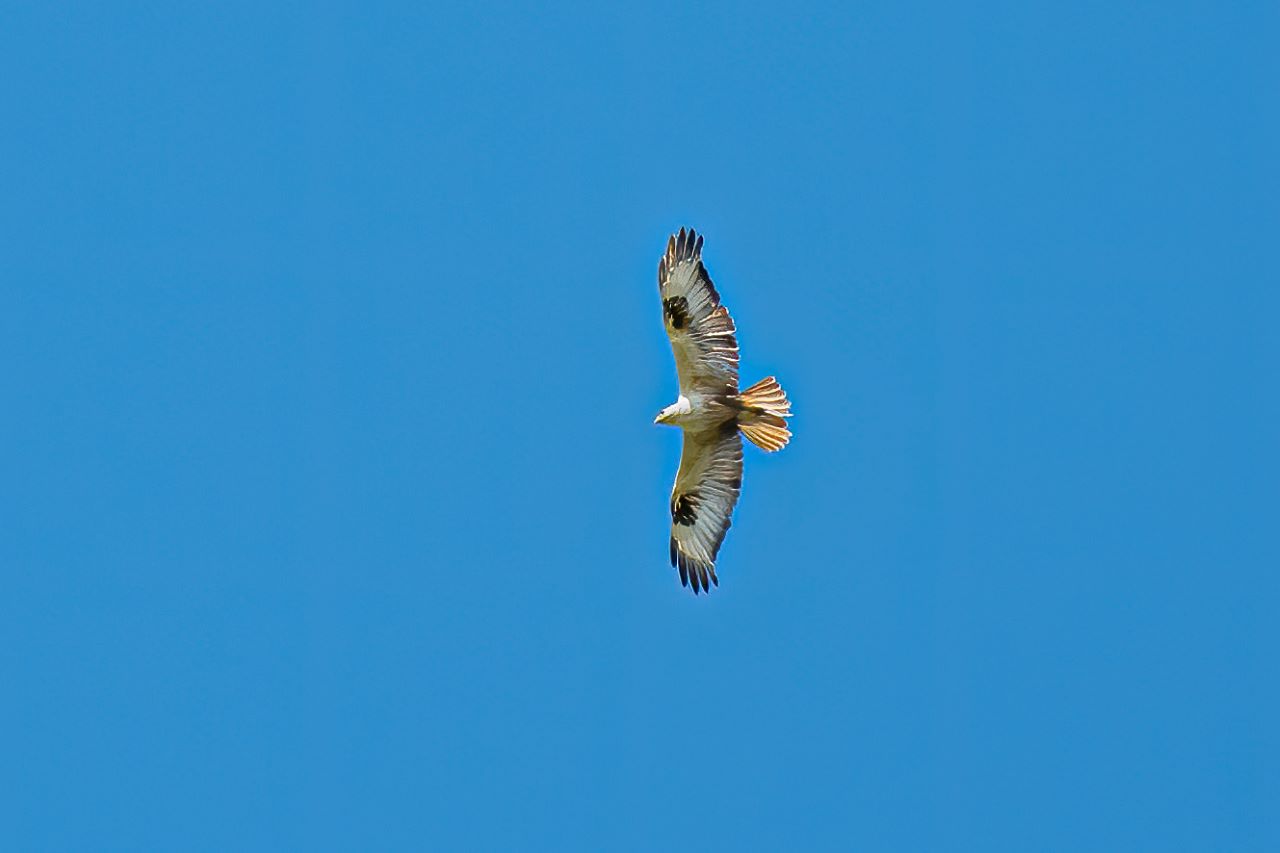 longleggedbuzz1