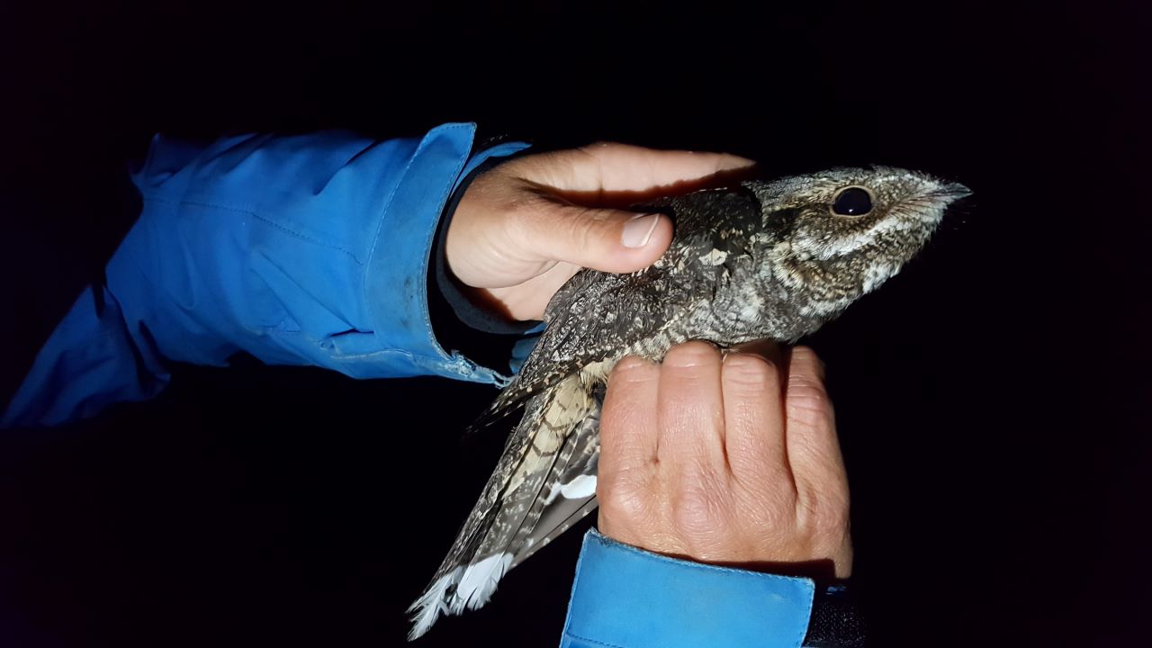 nightjar1