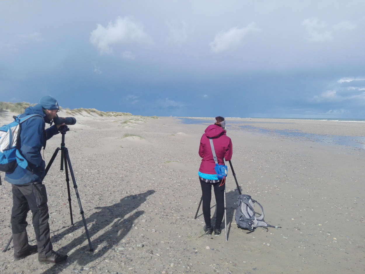 observing waders