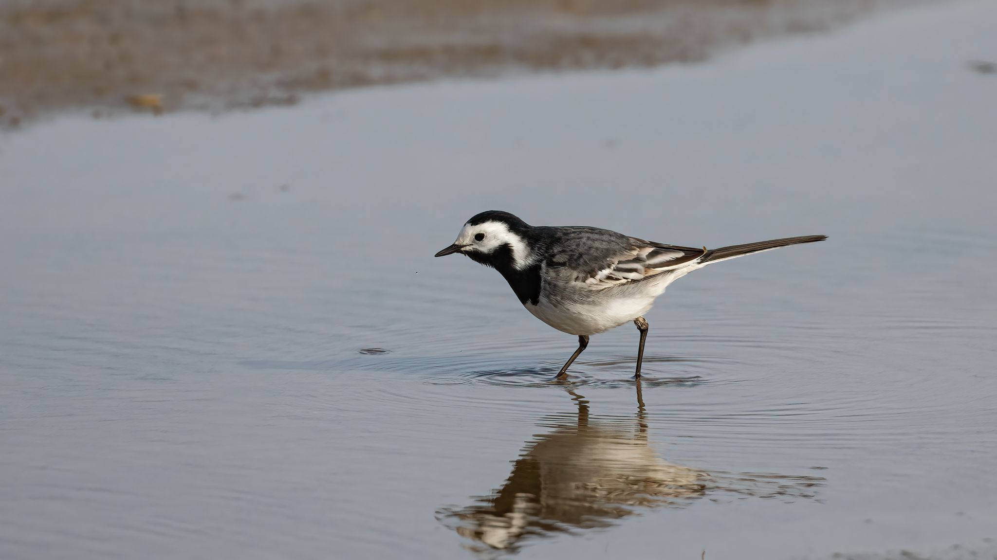 pied wagtail 20250326