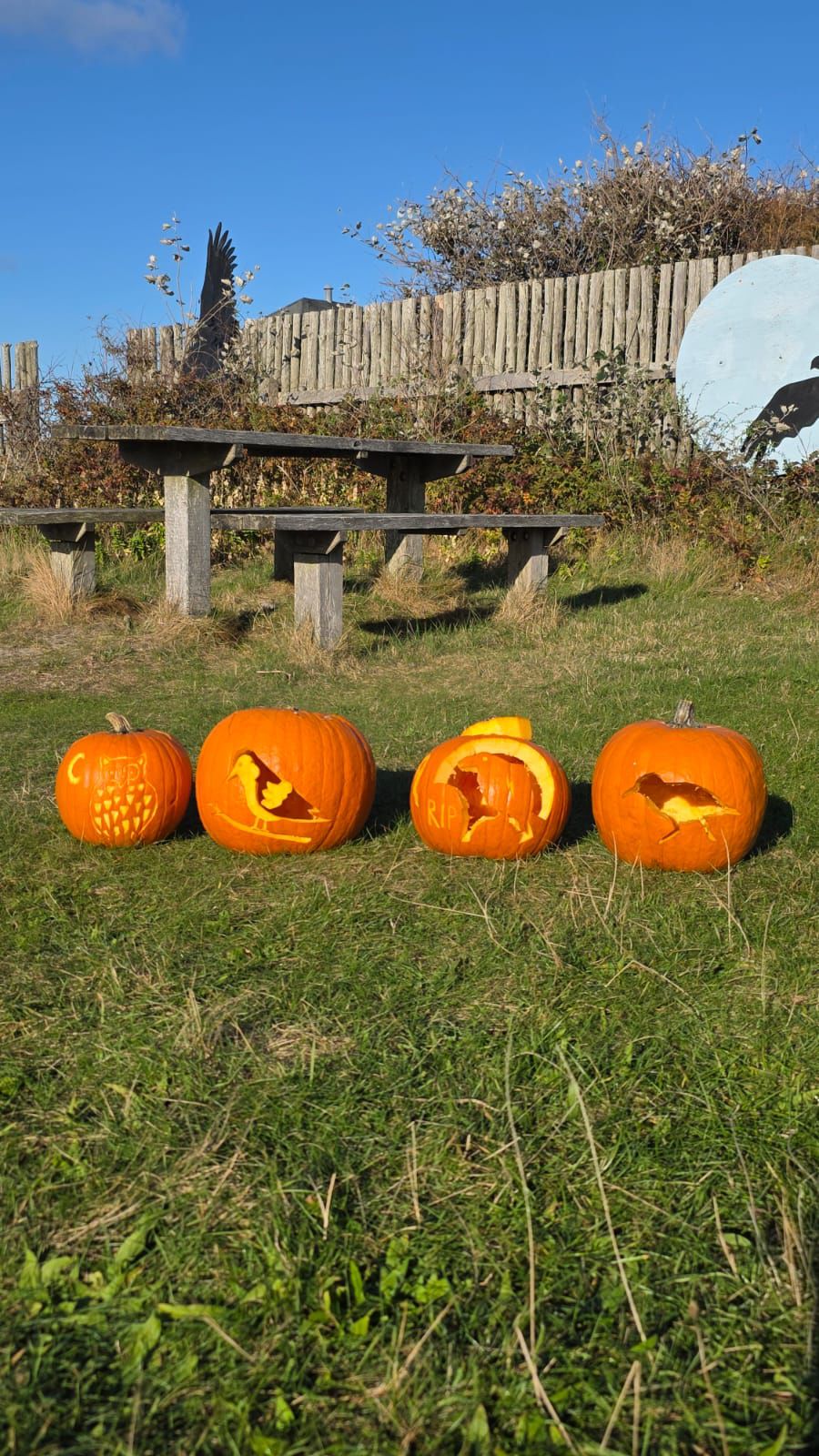 pumpkins