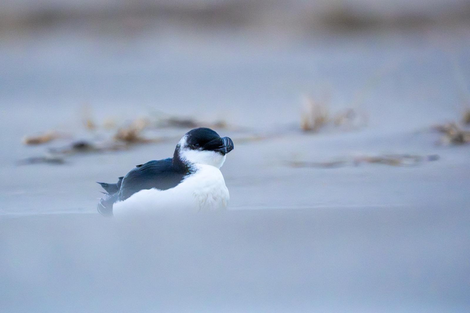razorbill beach