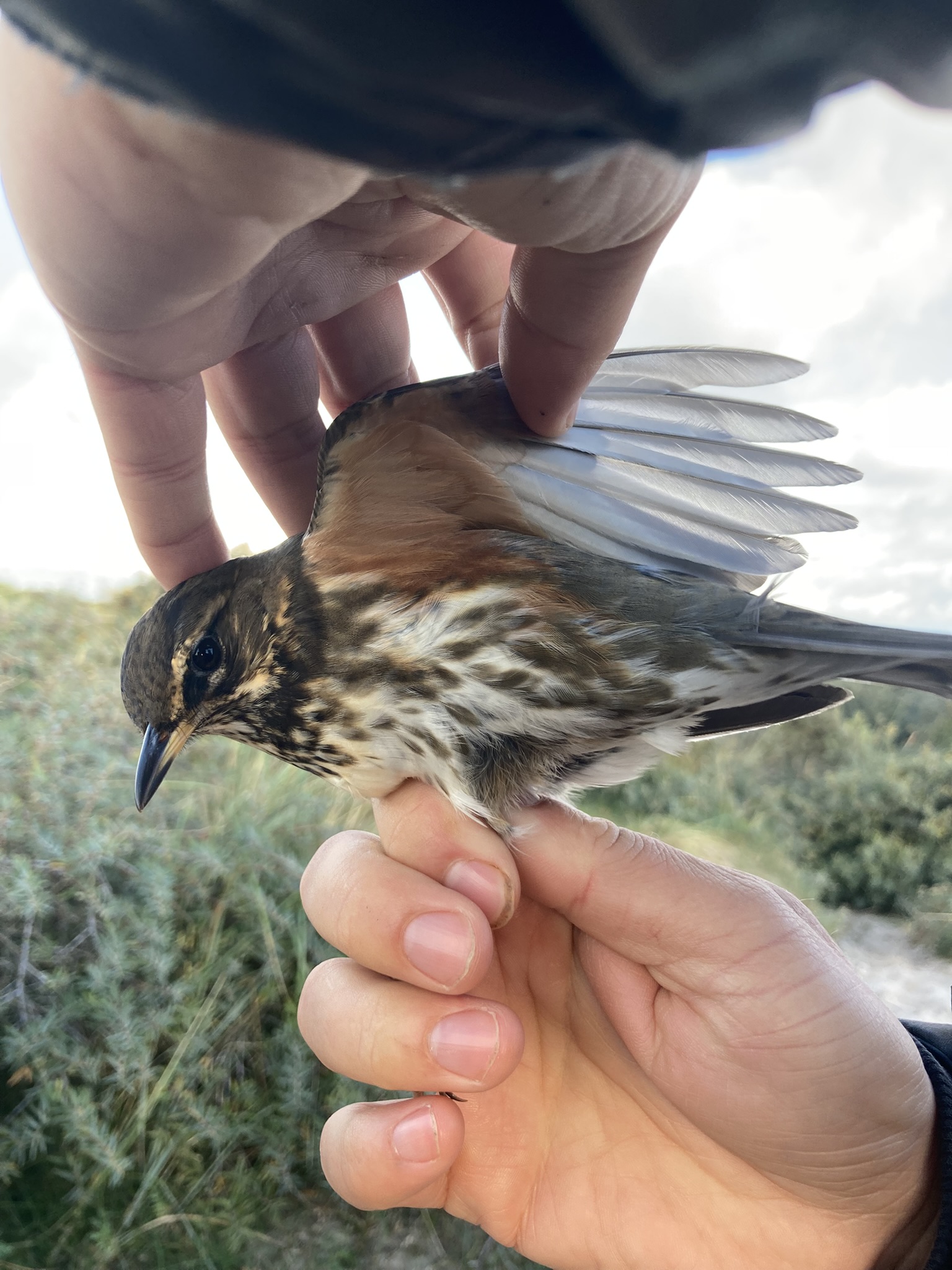 redwing