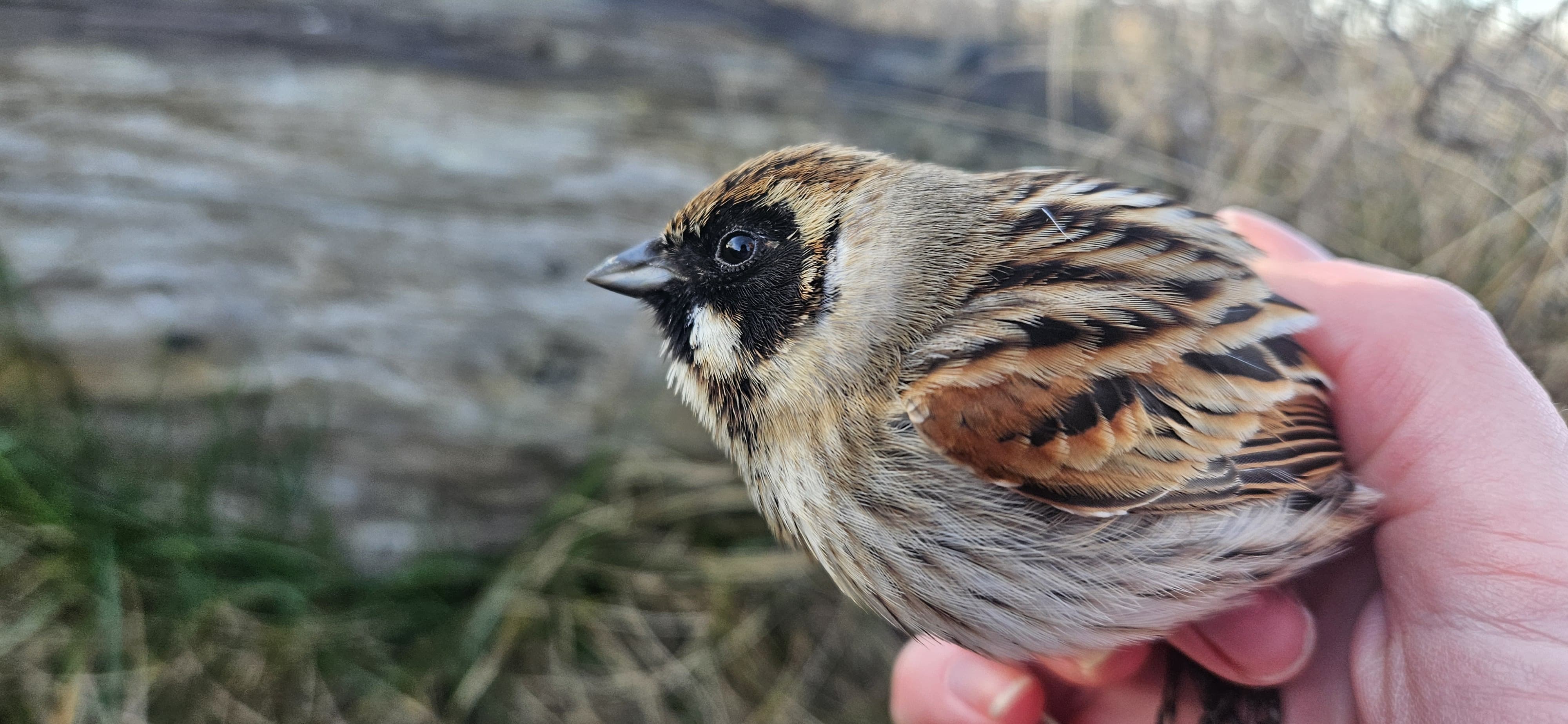 reed bunting 20250326