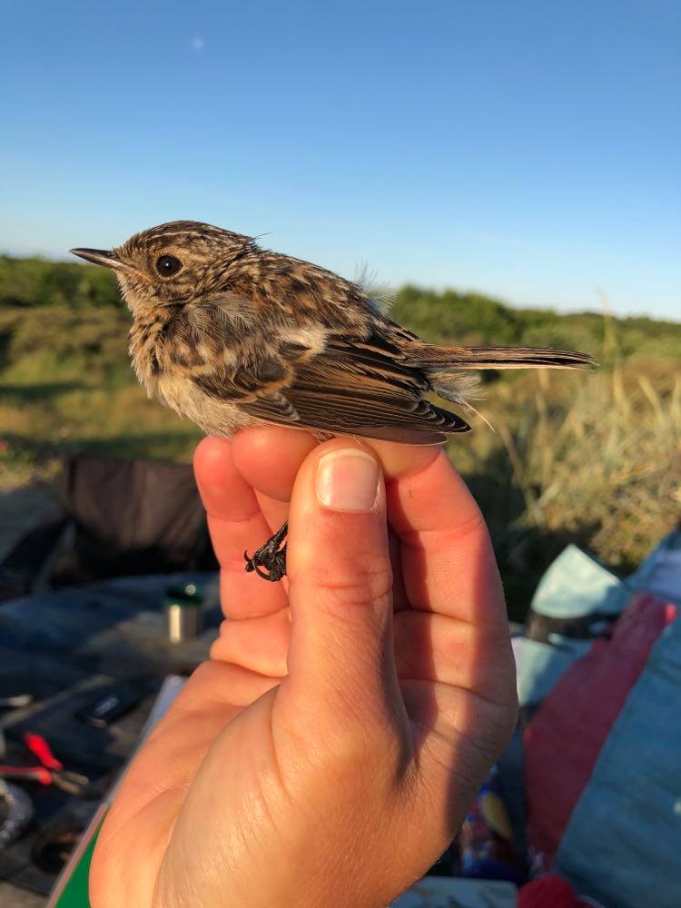 stonechat