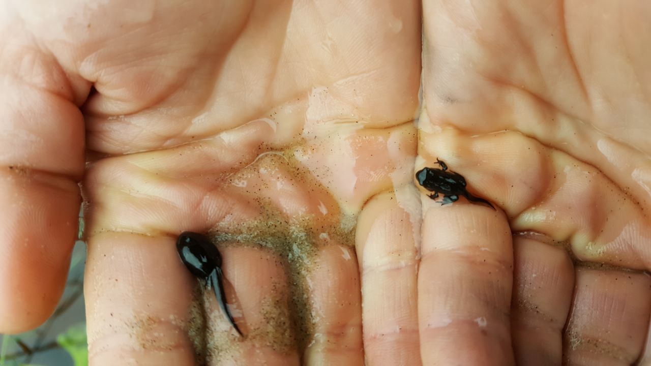 tadpole