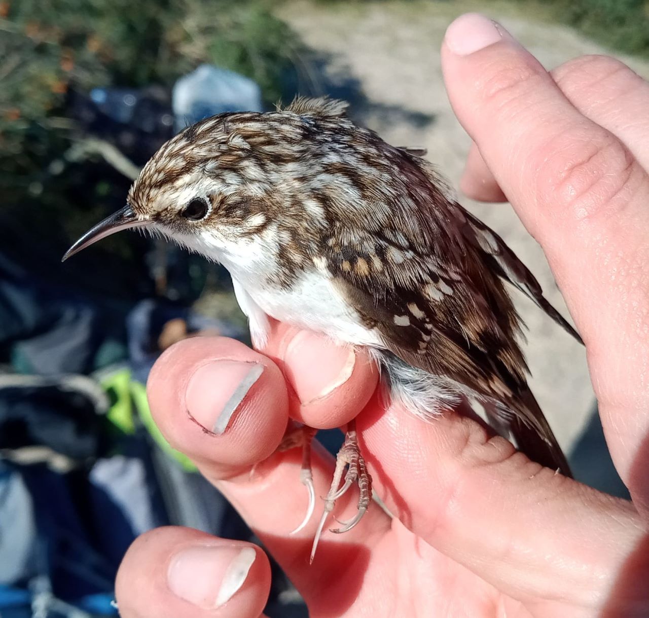 treecreeper