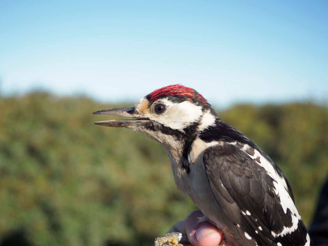 woodpecker