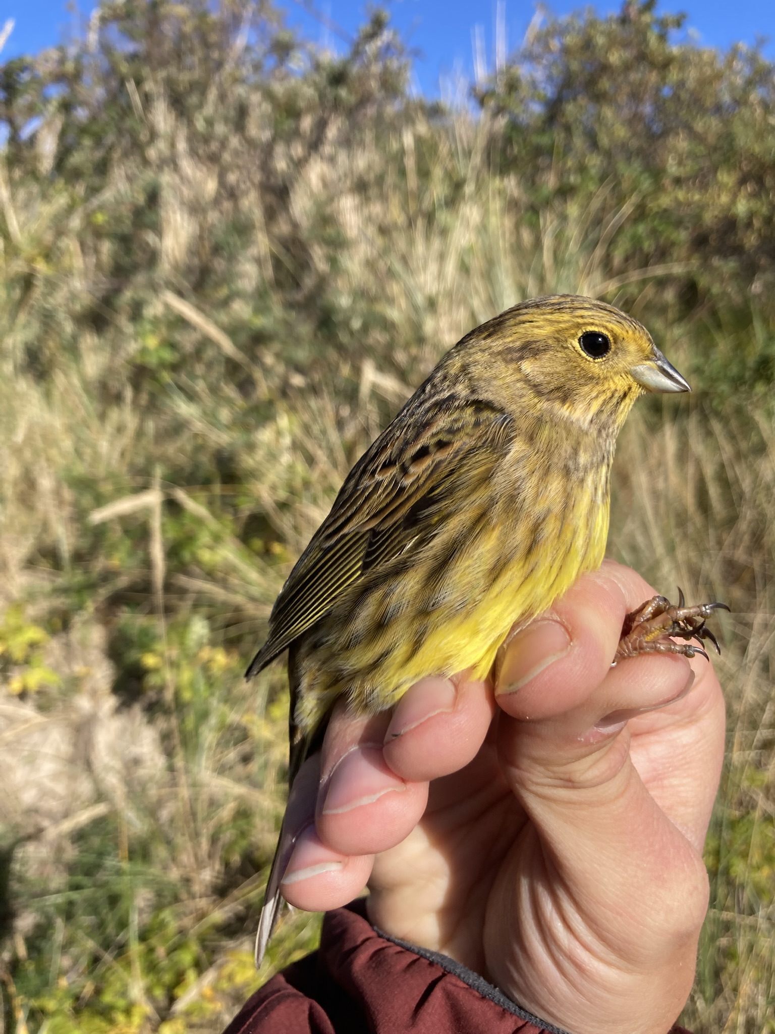yellowhammer