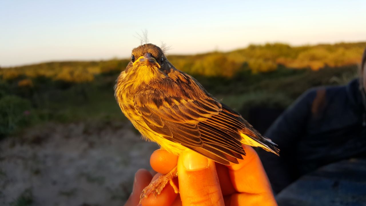 yellowhammerbaby