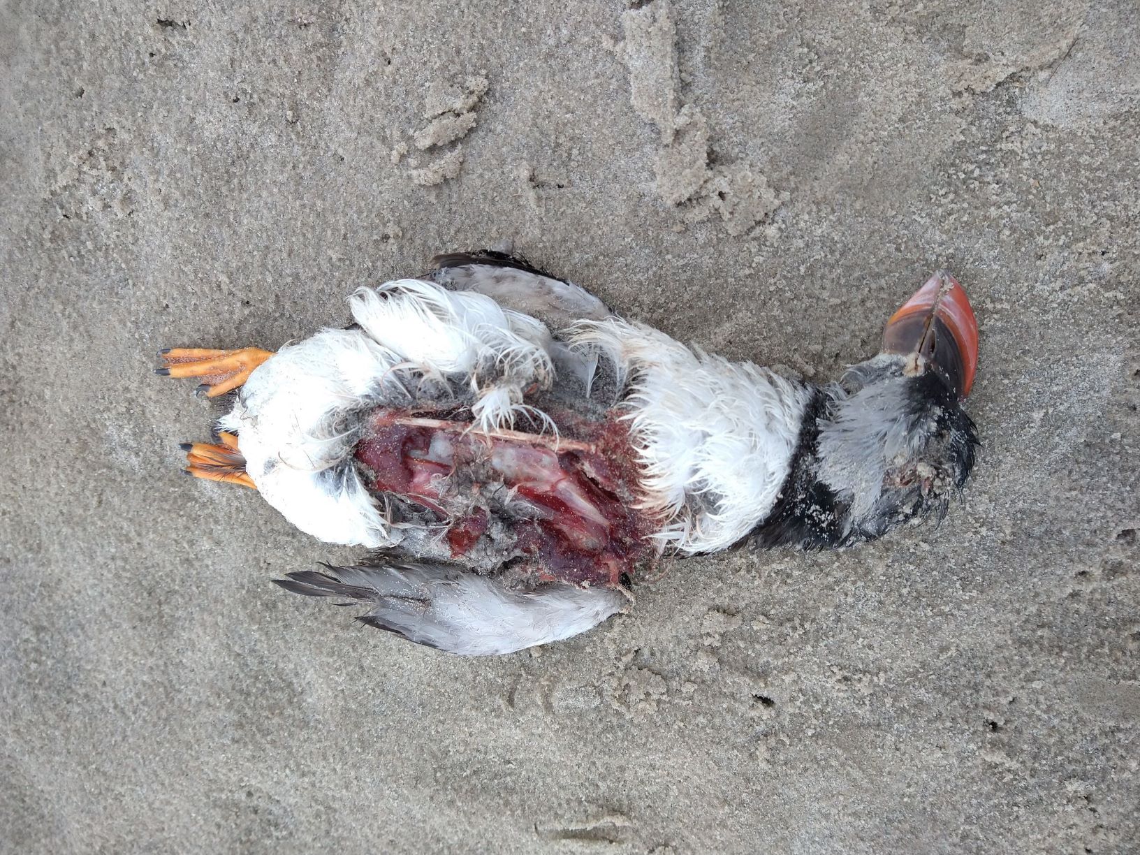 Dead_Puffin_Grenen_05-02-22_2MB.jpg