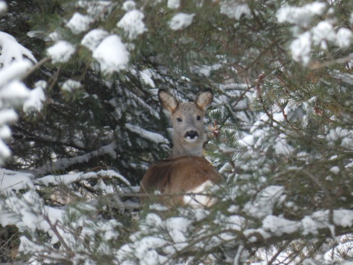 DeerInSnow_TW_07022026.JPG