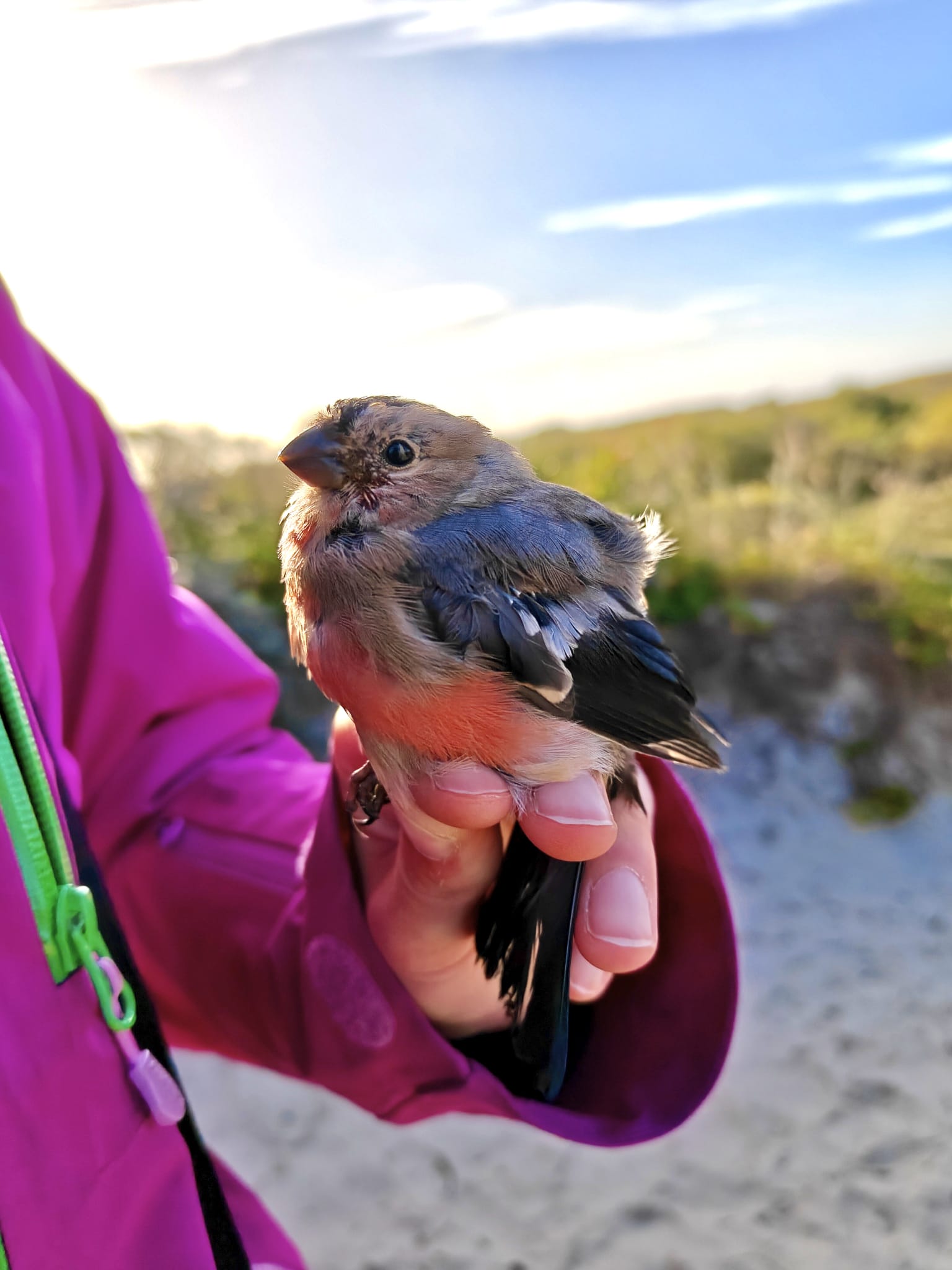 Dompap10-06-26.jpeg
