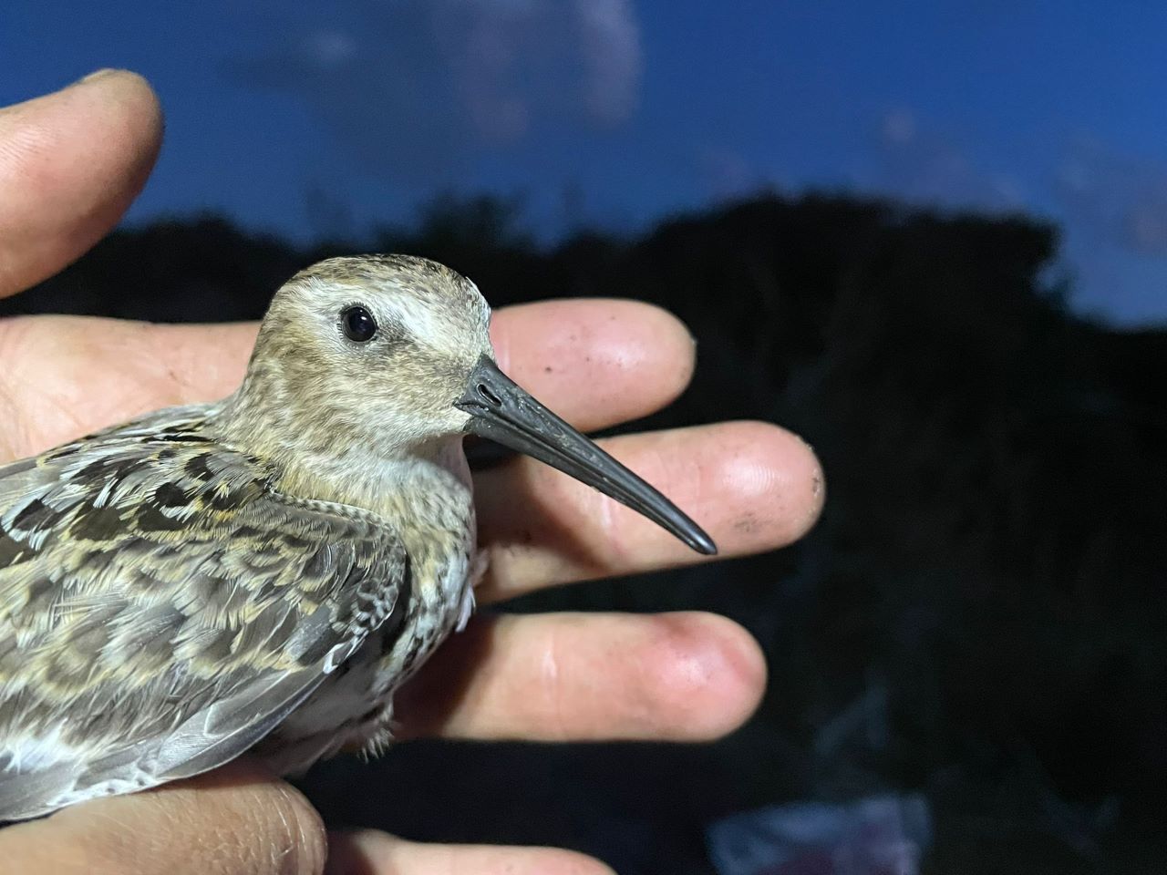 Dunlin.jpeg