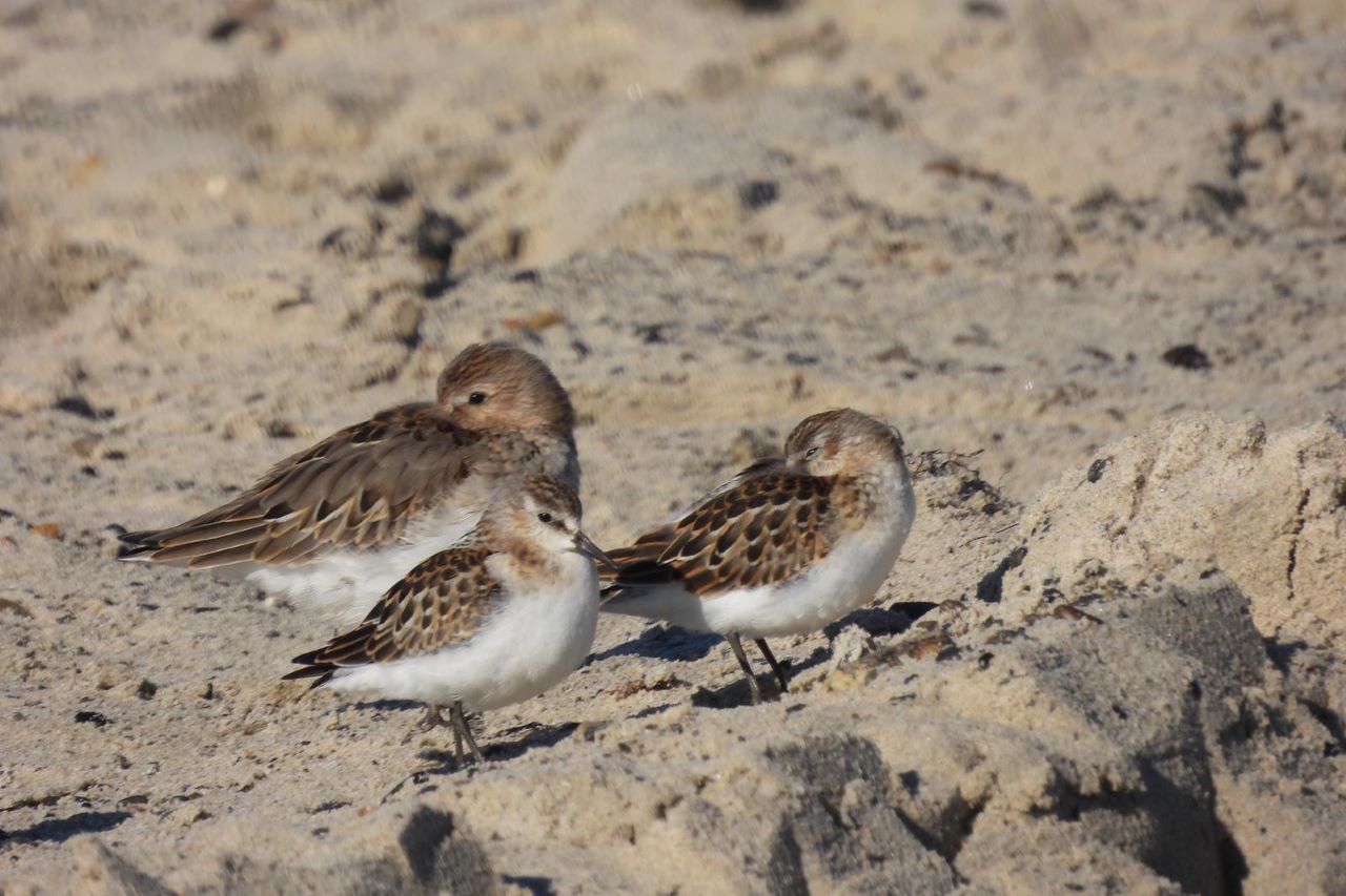 Dunlin_and_Little_Stint.jpeg