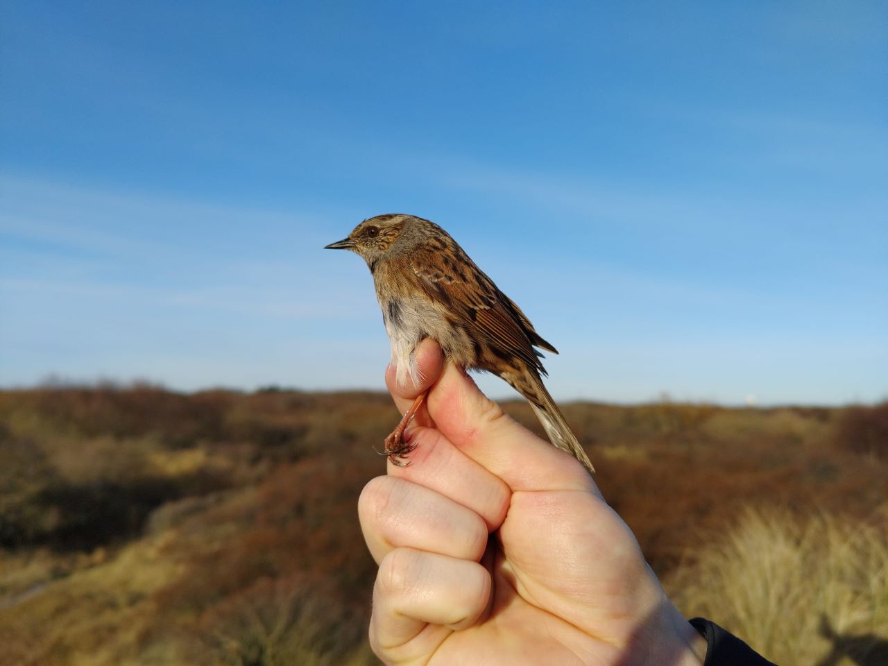 Dunnock_KAB.jpeg