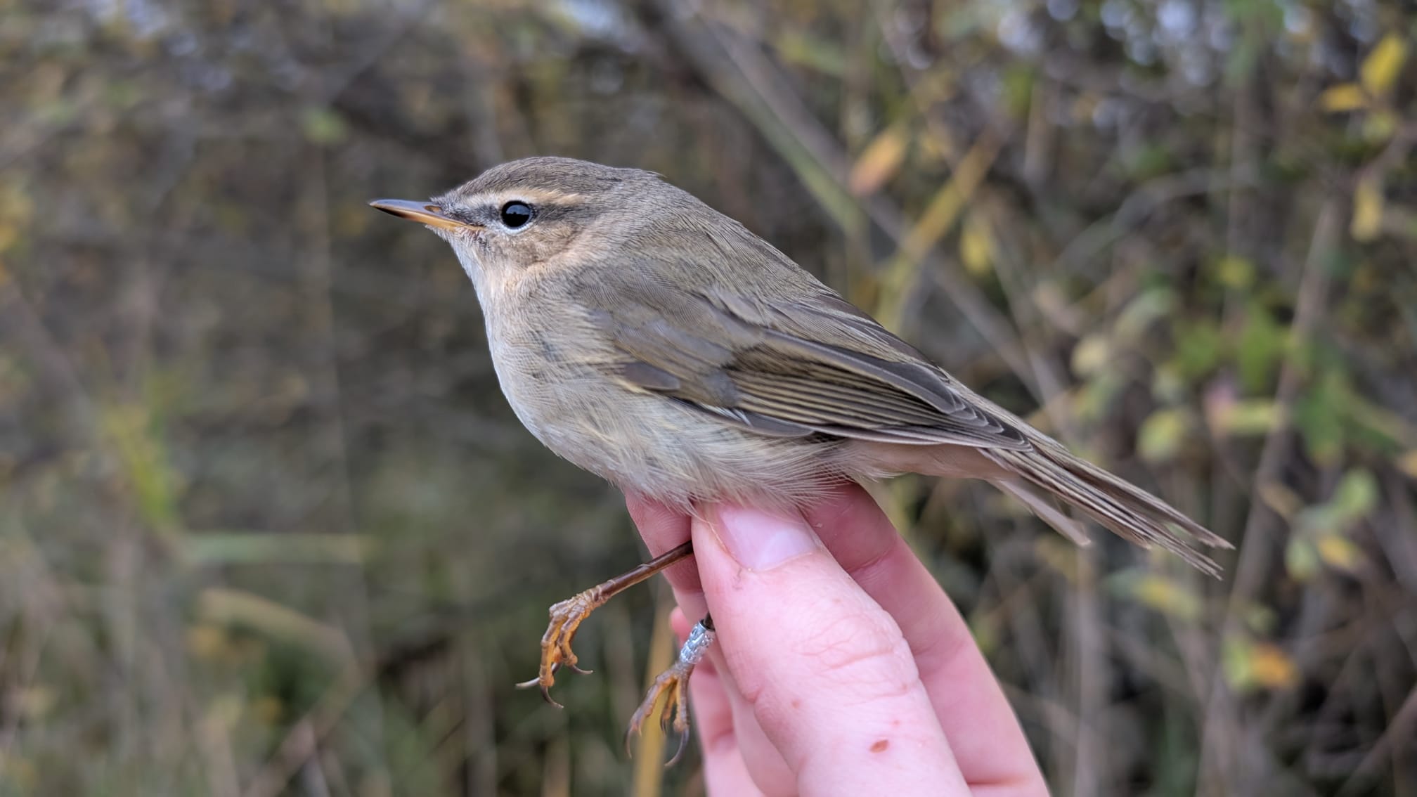 Dusky Warbler 24 10 2025