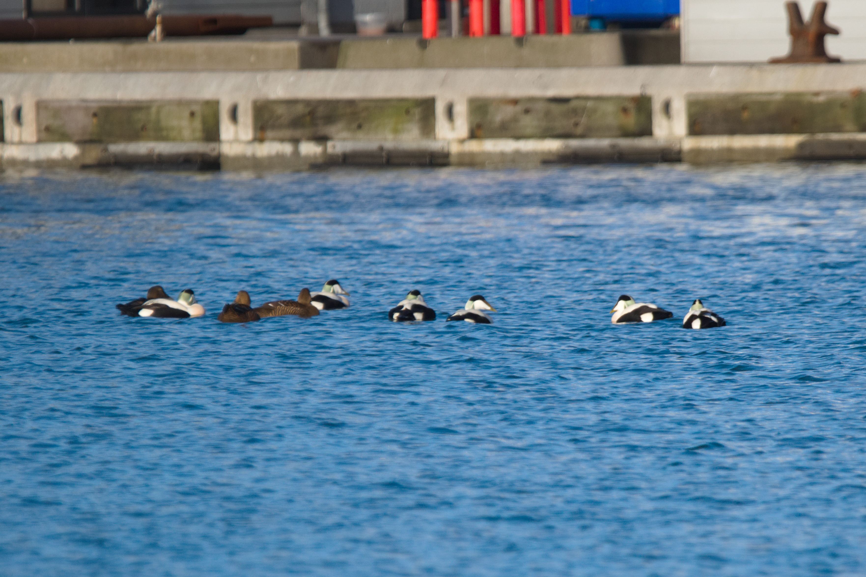 Eiders