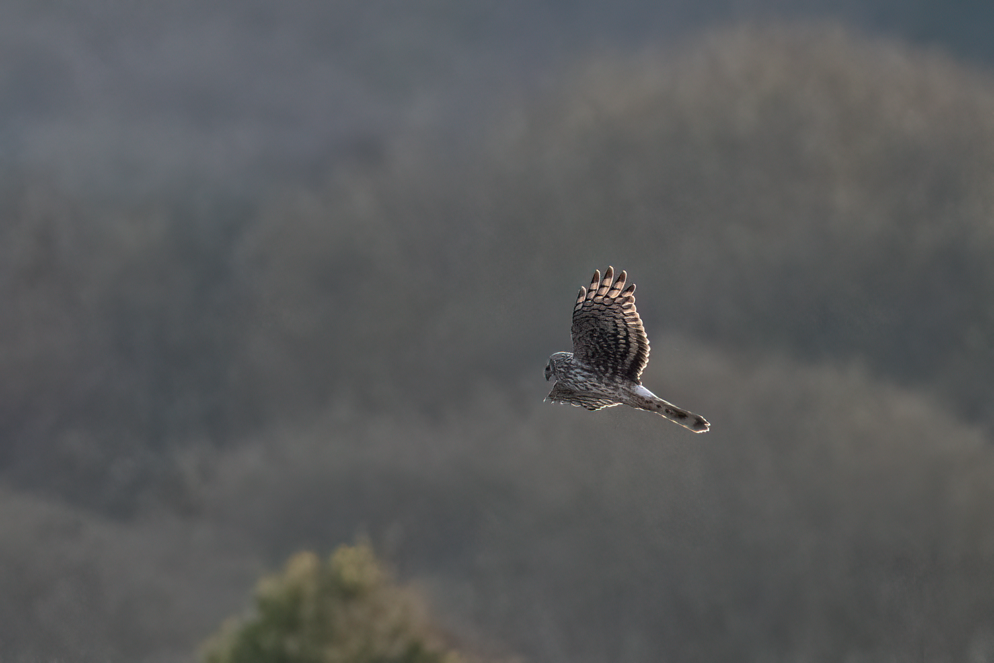 Erik Hen Harrier