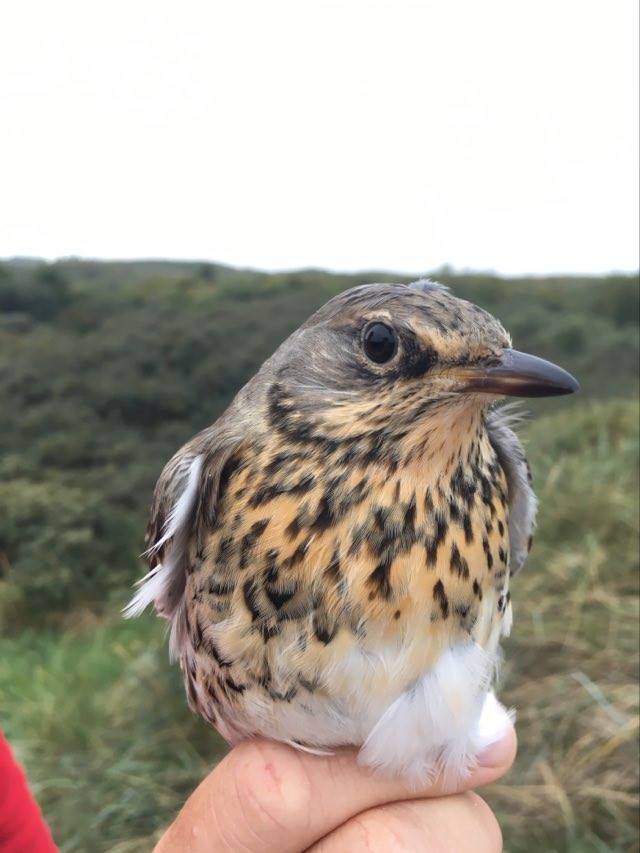 Fieldfare