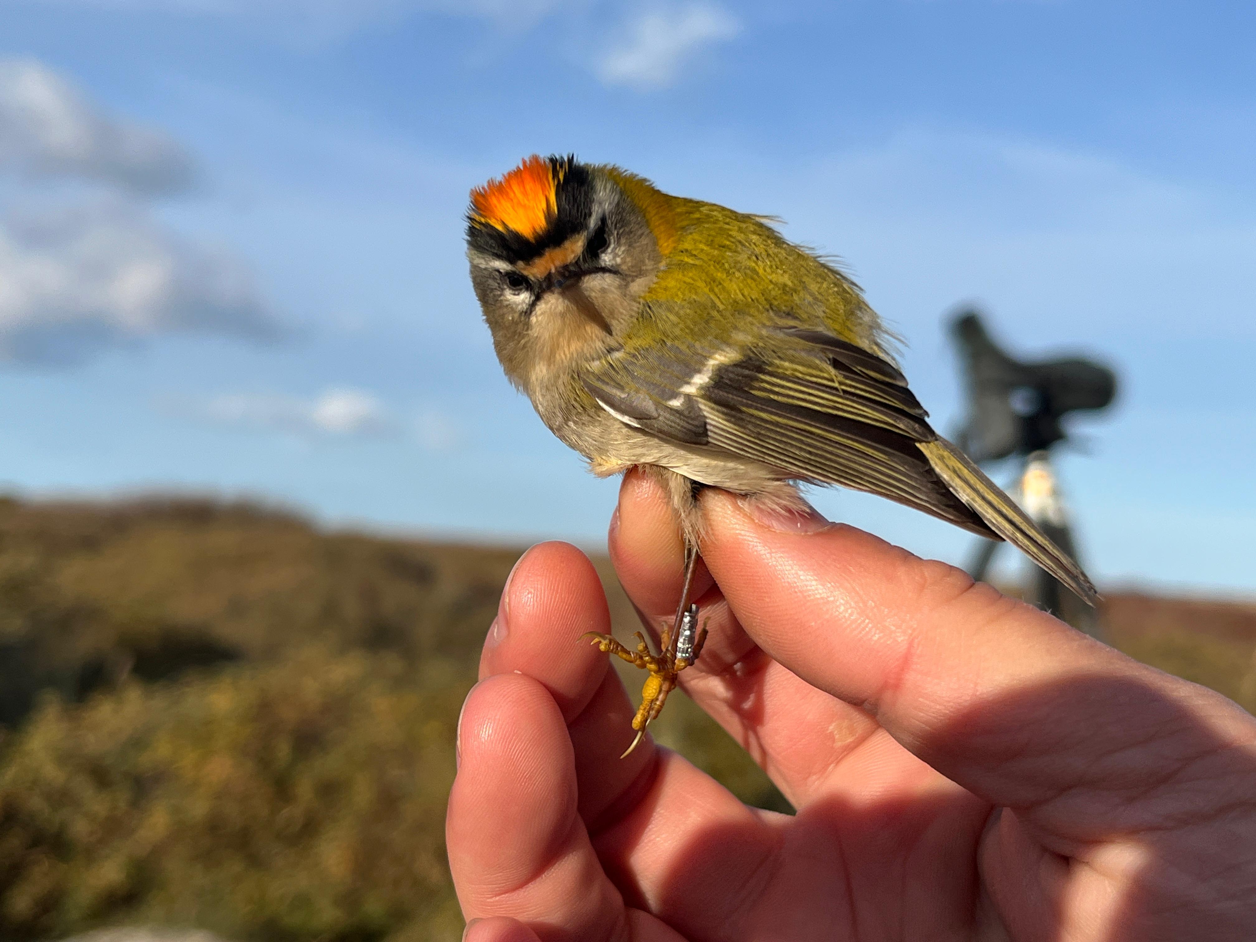 Firecrest_2025-11-18.jpeg