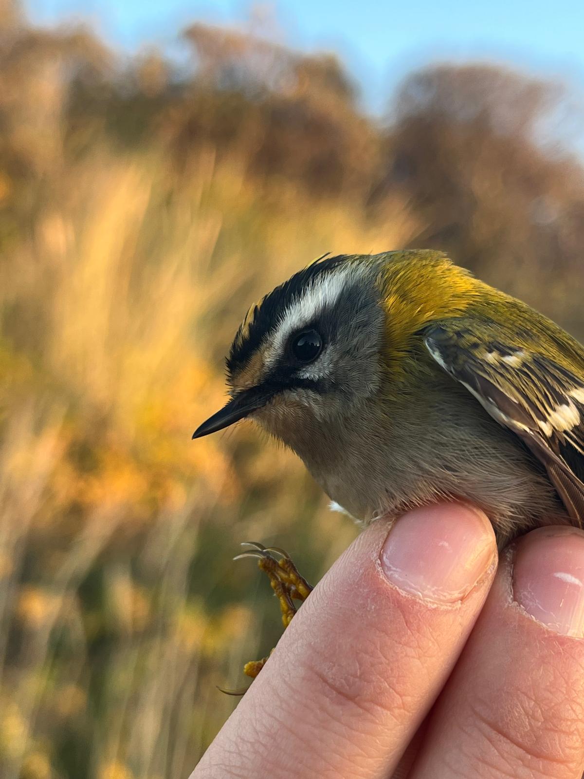 Firecrest_29-10-2026.jpeg