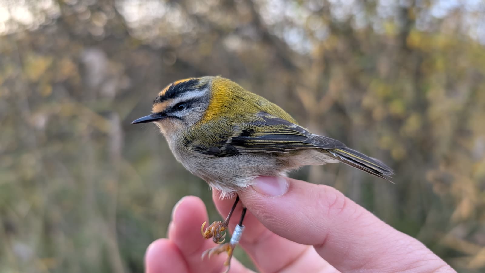 Firecrest 31 10 2025
