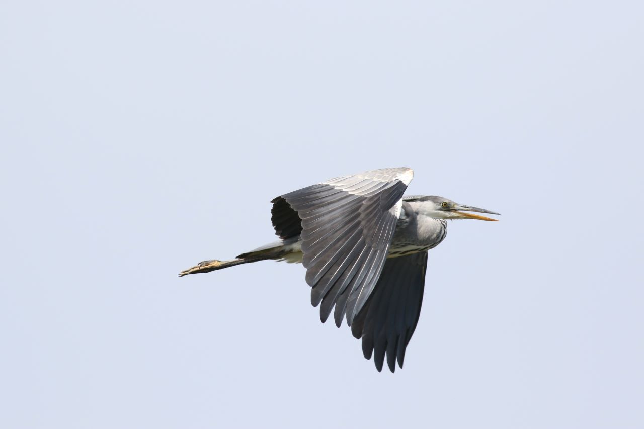 Fiskehejre Grey Heron 26 06 2023