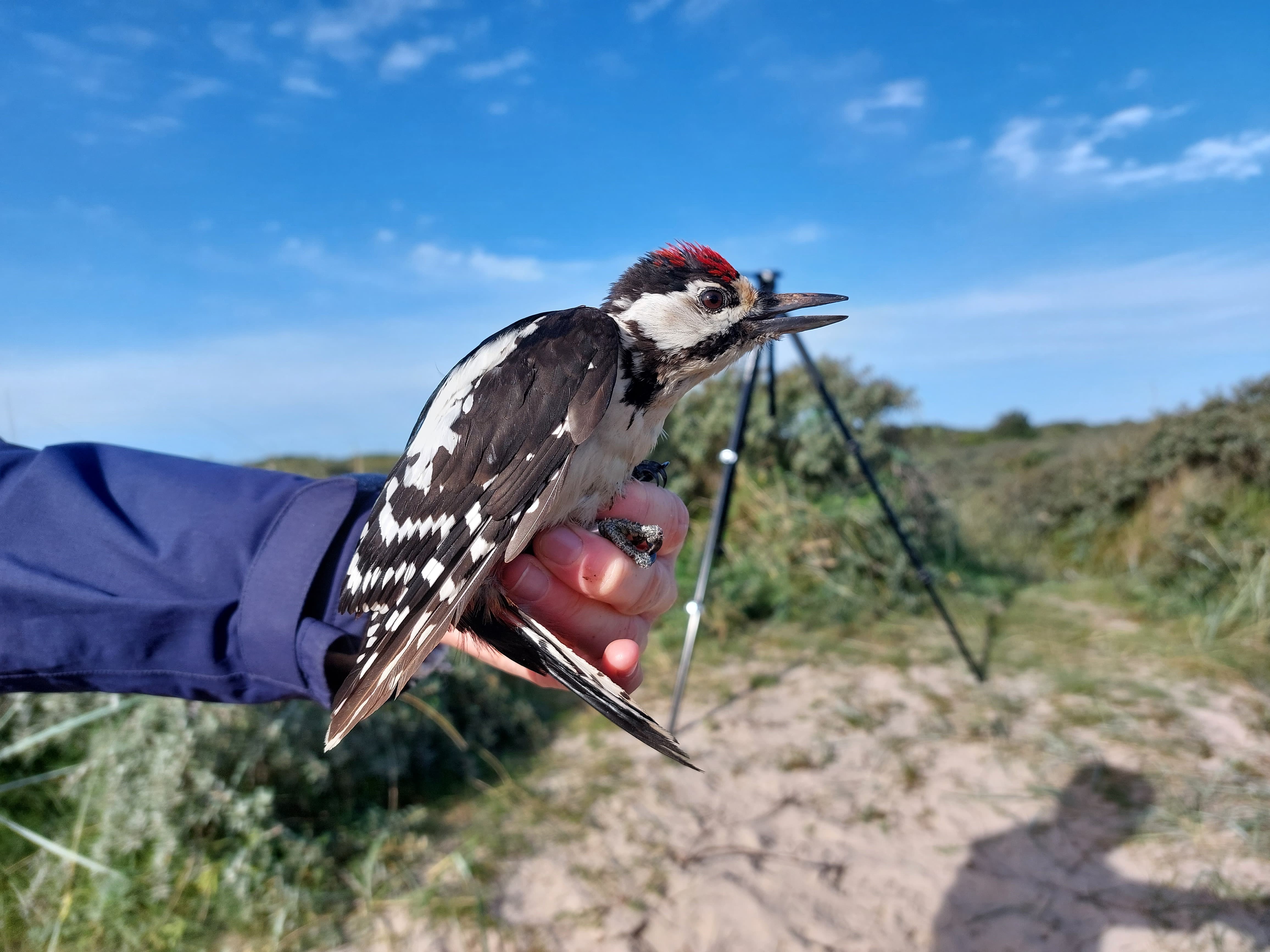 G s woodpecker