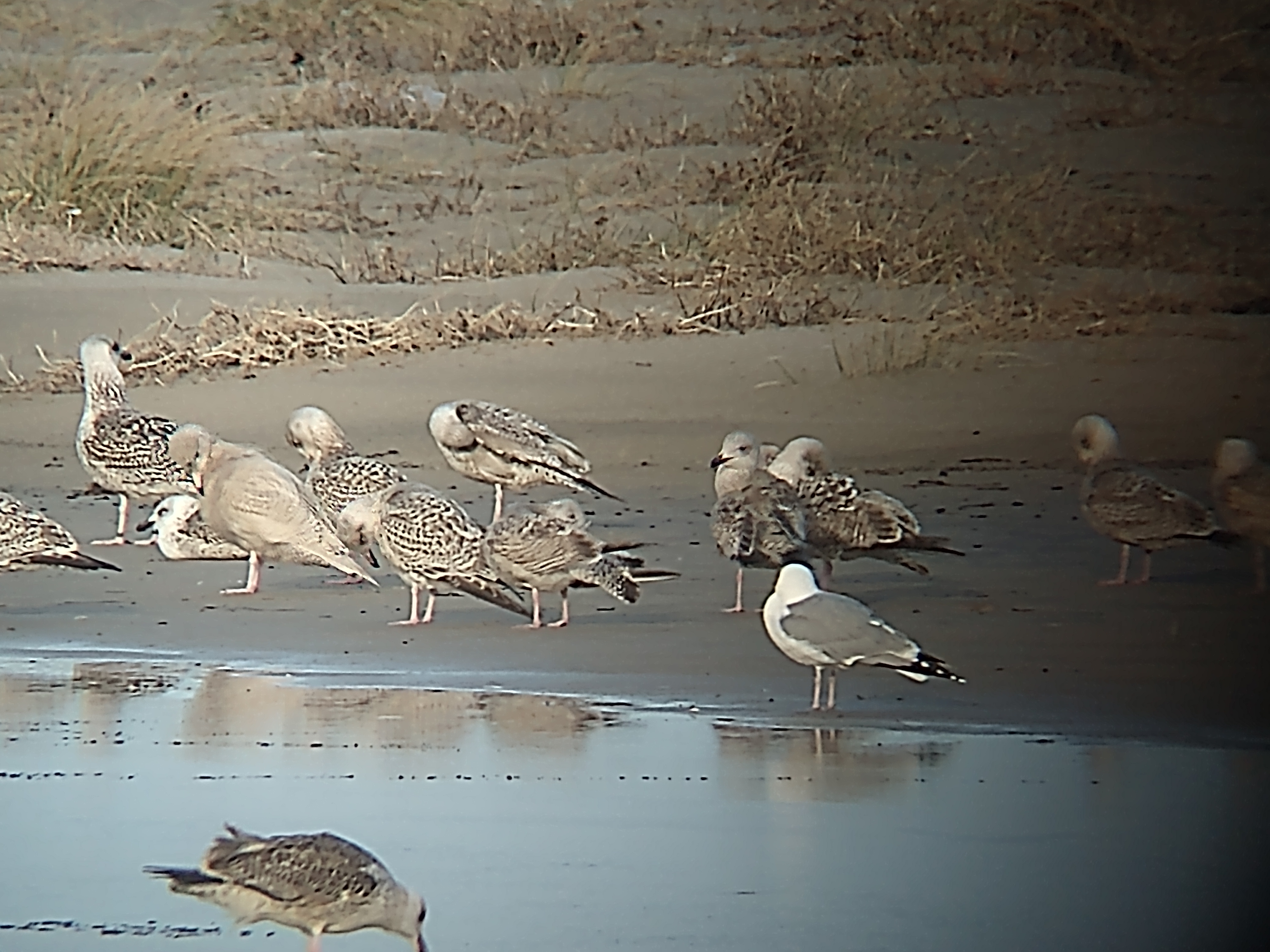 Glacous_Gull_20022022.jpg