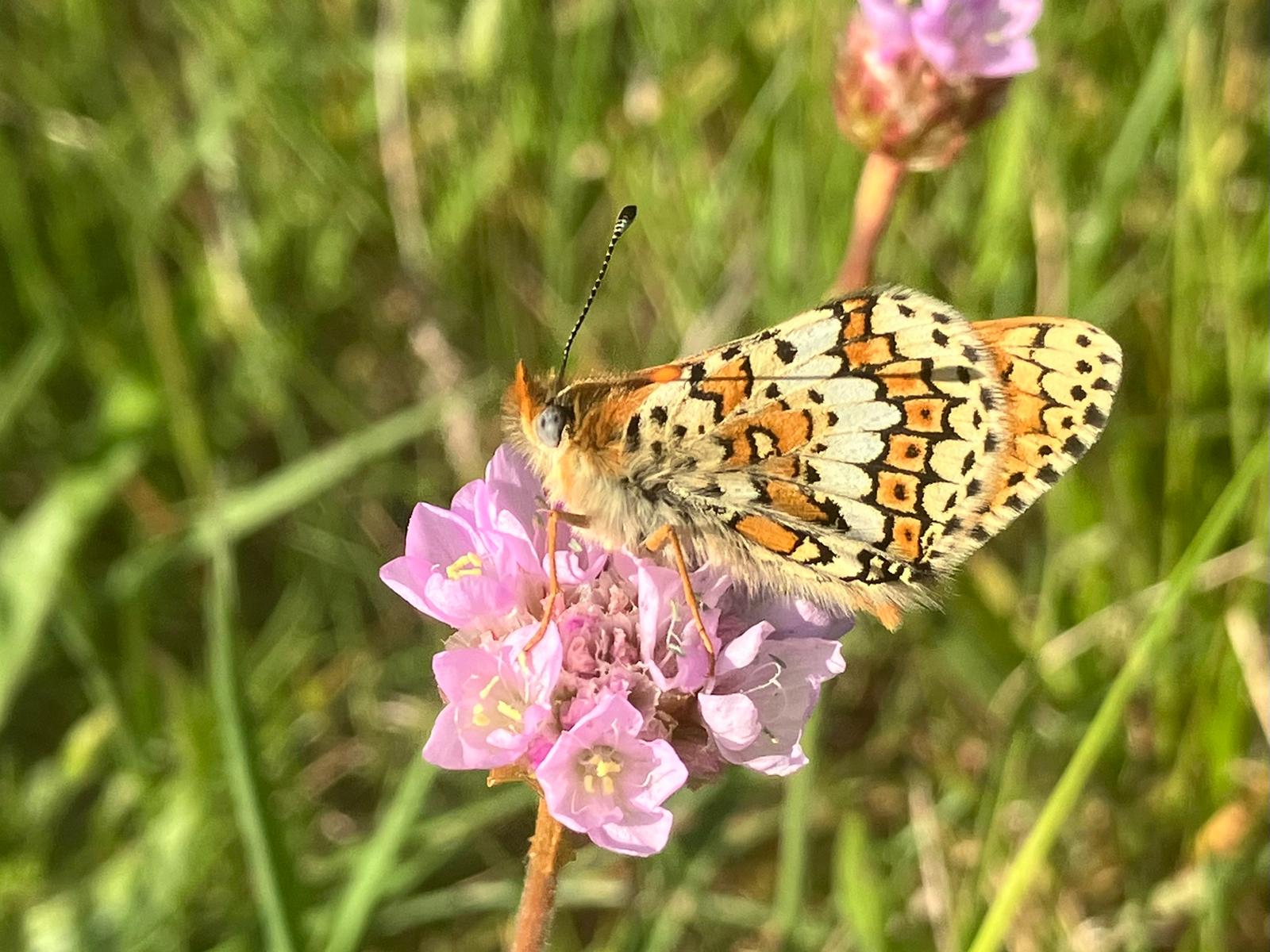 Glanville Fritillary