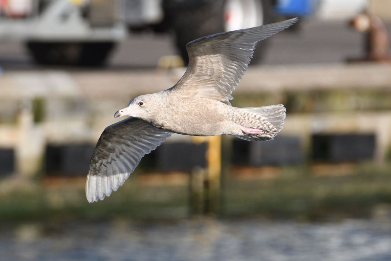 Glaucous_gull.jpg