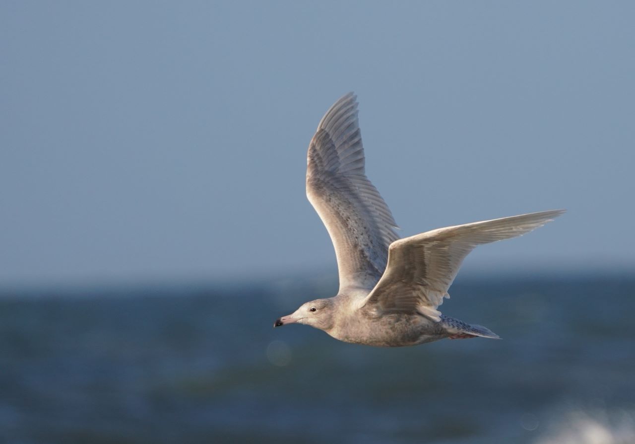 Glaucousgullsharpedit