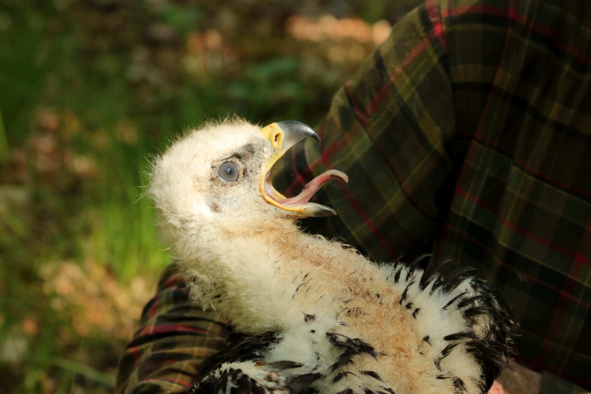 Golden Eagle chick