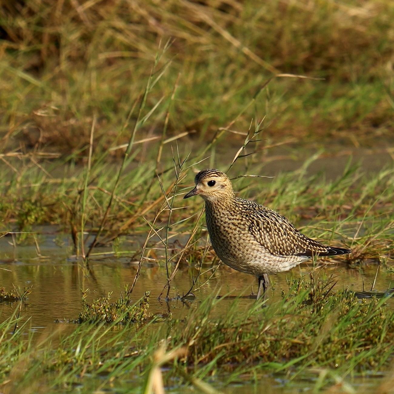 Golden plover Soren Leth Nissen