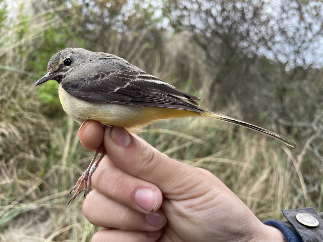 Gray Wagtail Bjergvipstjert