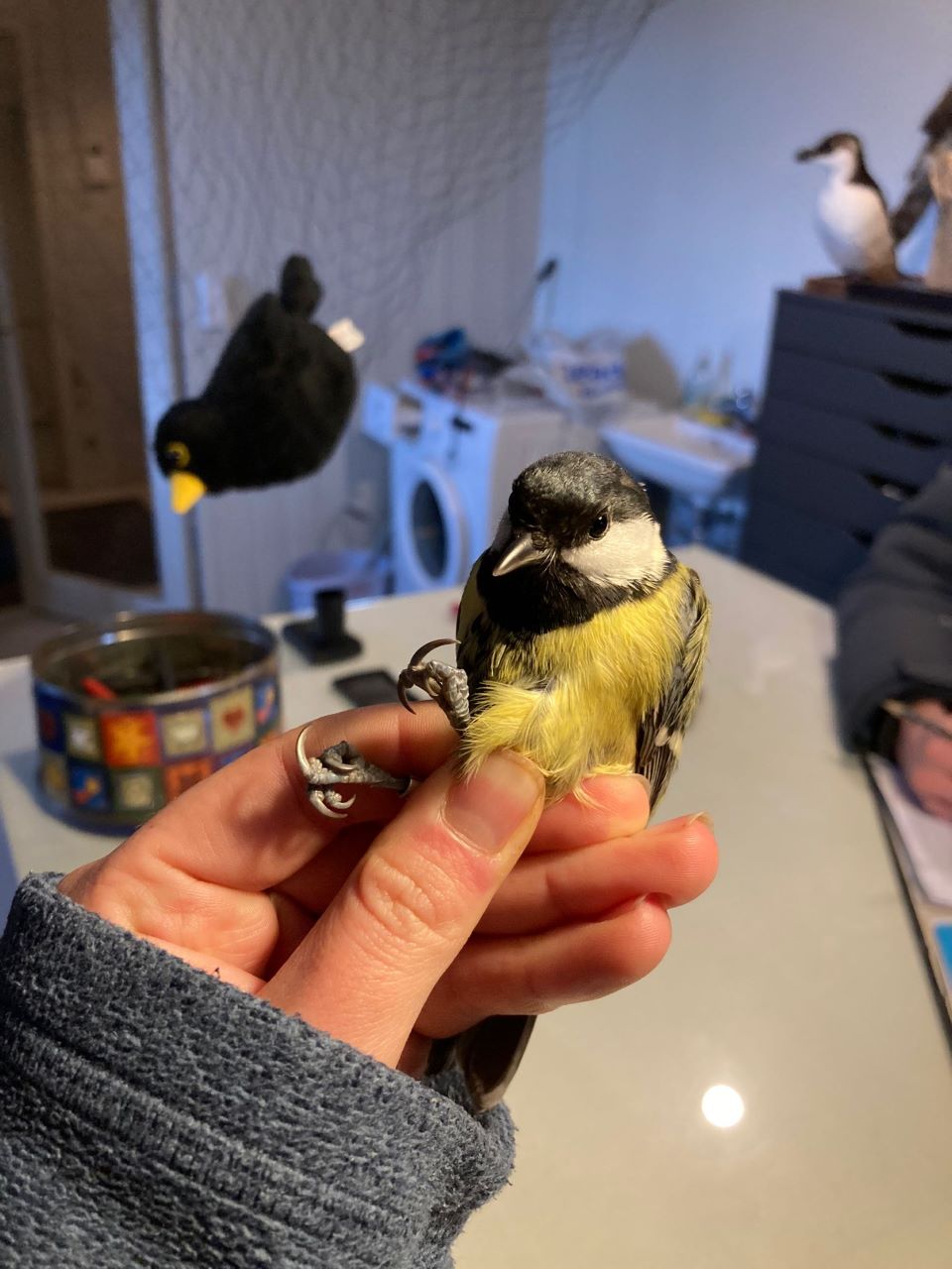 GreatTit27112023.jpg