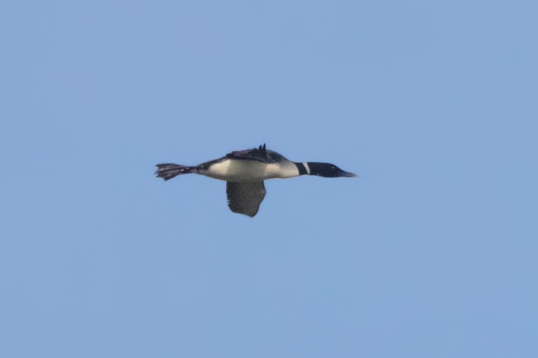 Great Northern Diver