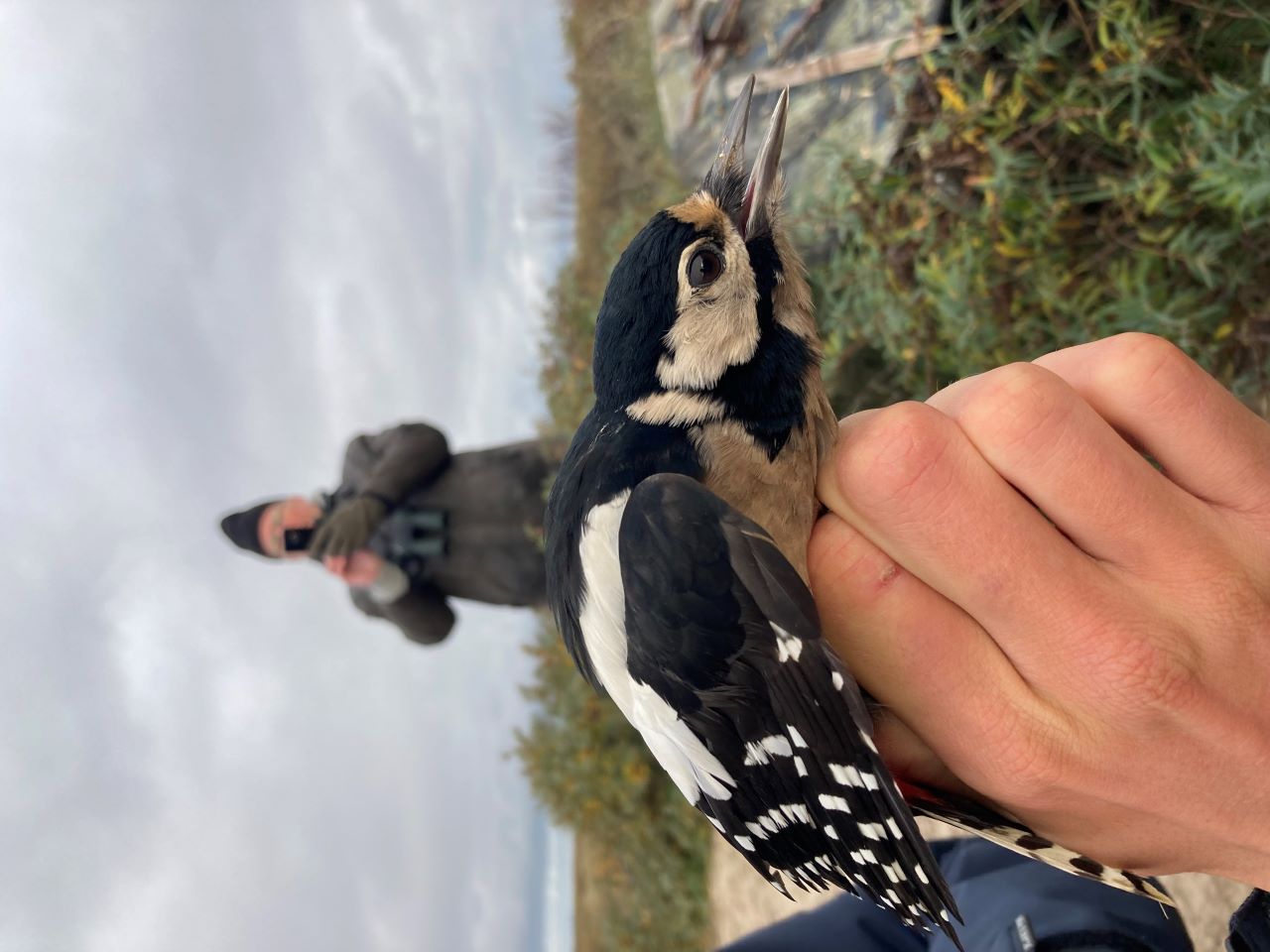 Great spotted woodpecker