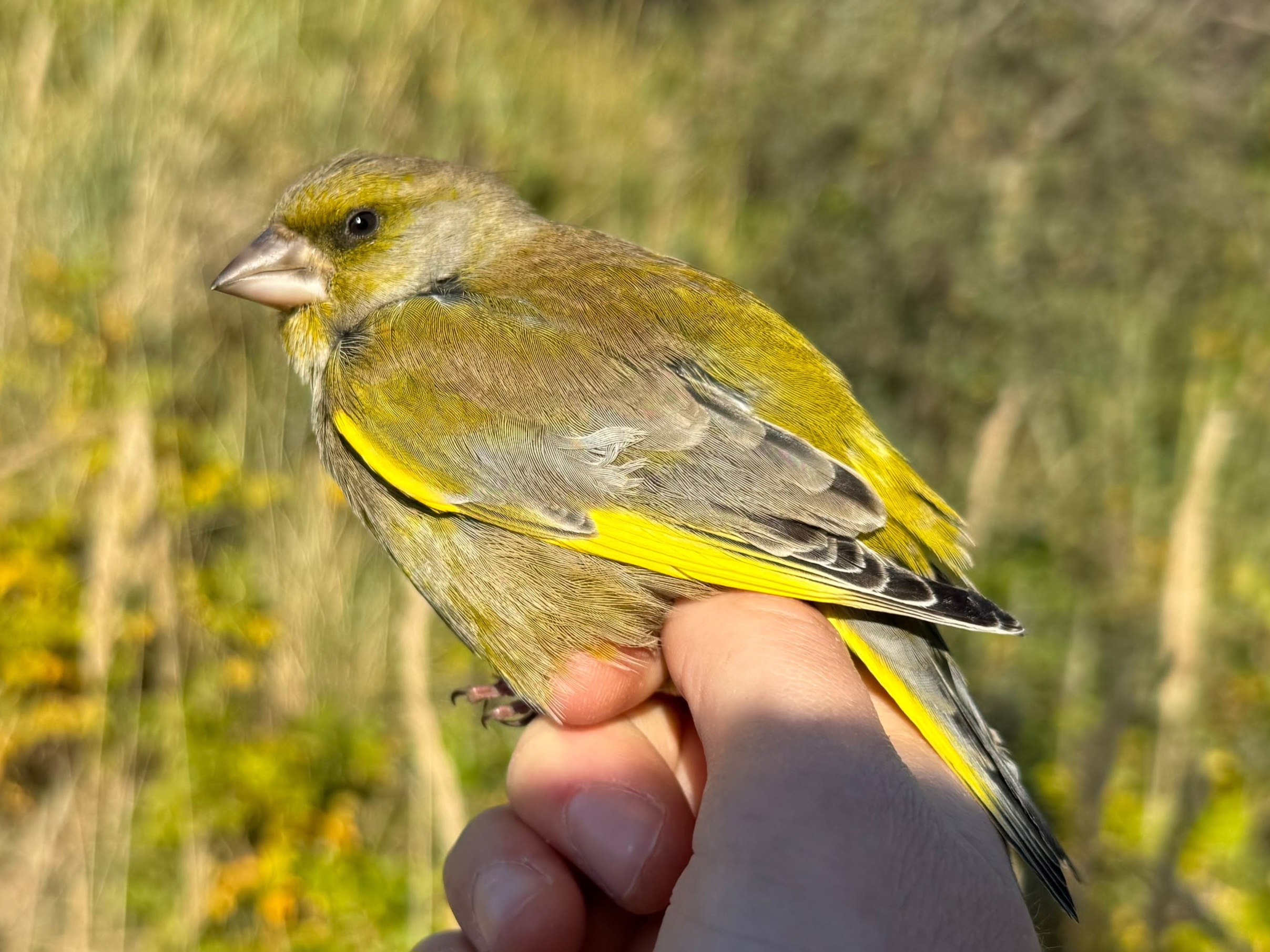 Greenfinch_20261023.jpg