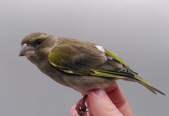 Greenfinch_OBS_28112024.jpg