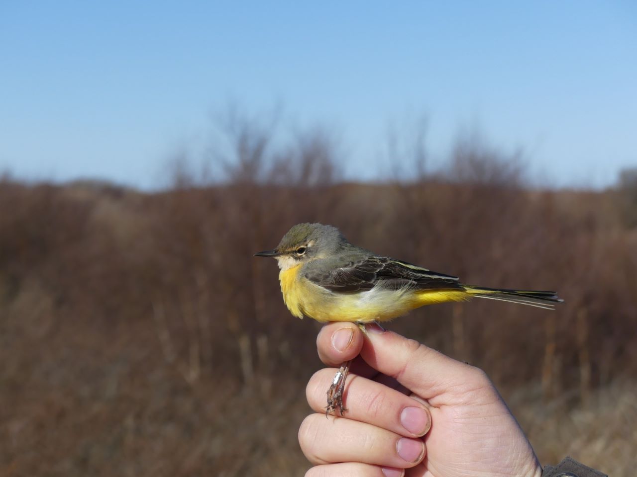 Grey_Wagtail.jpeg