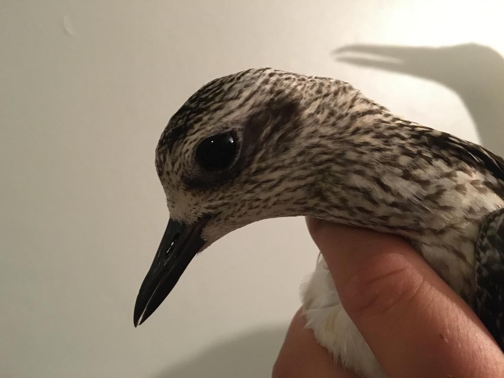 Grey plover head