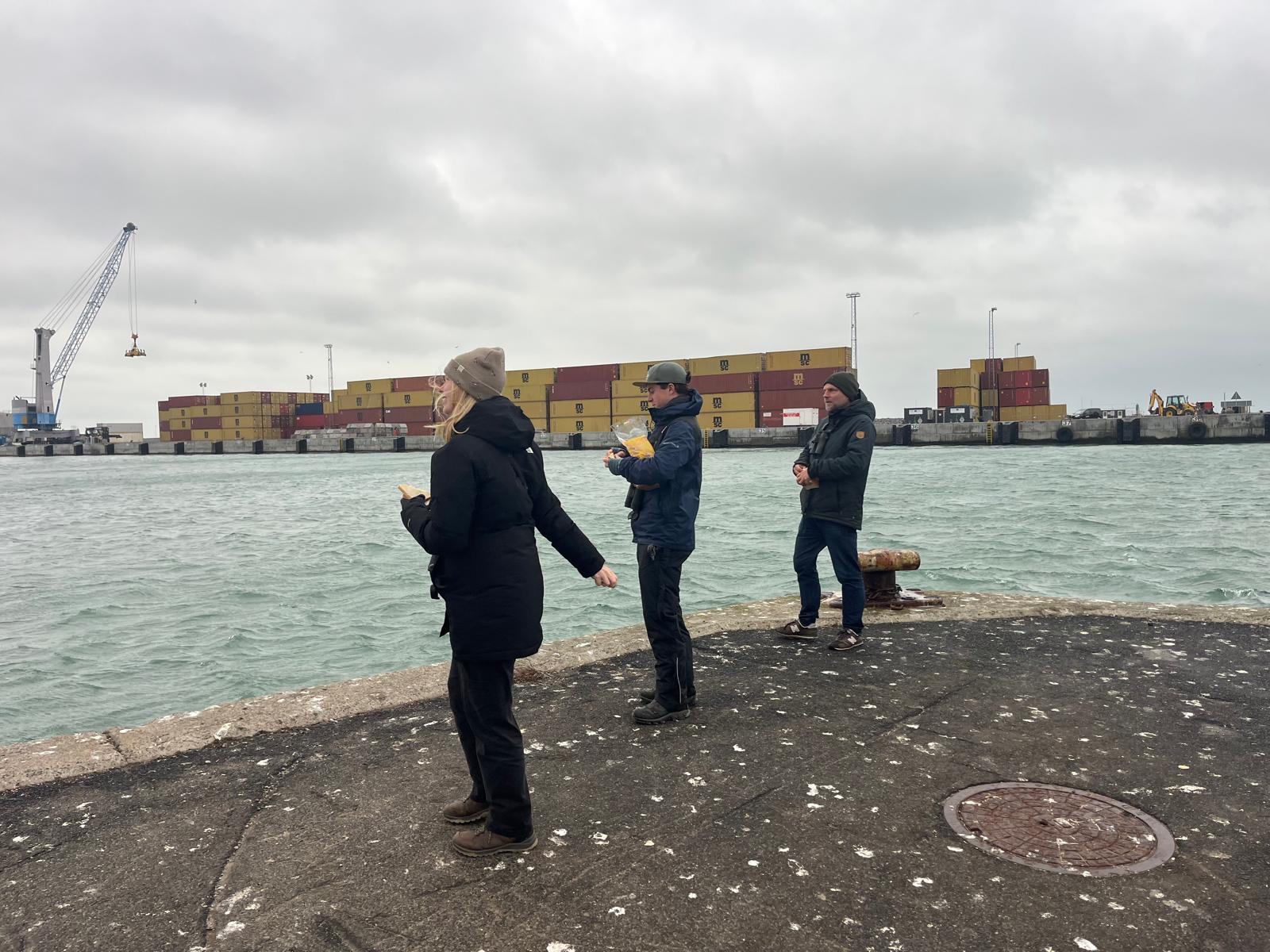 GullFeeding211025.jpeg