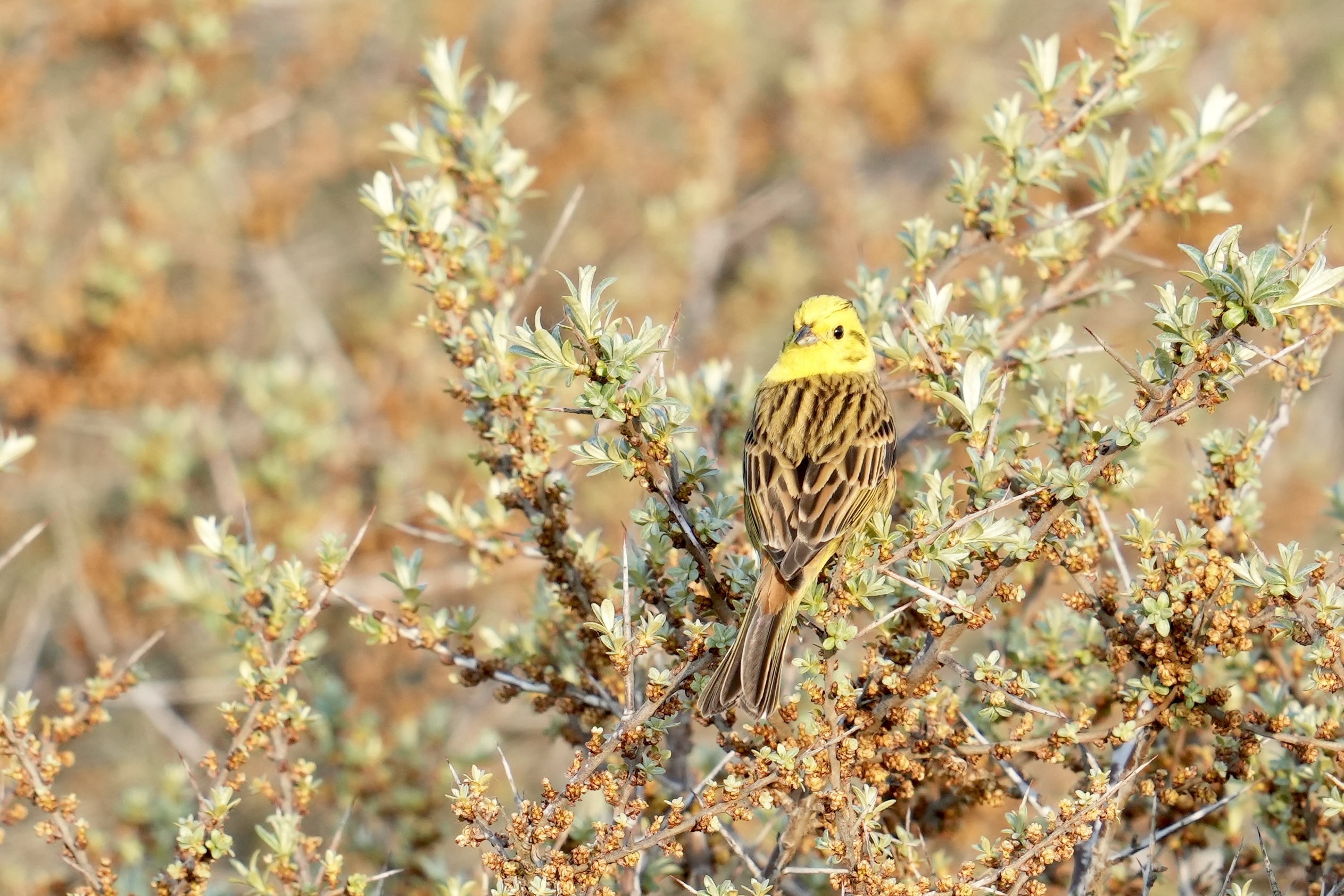 Gulspurv_Yellowhammer_27_05_2023_Soren_Leth-Nissen.jpeg