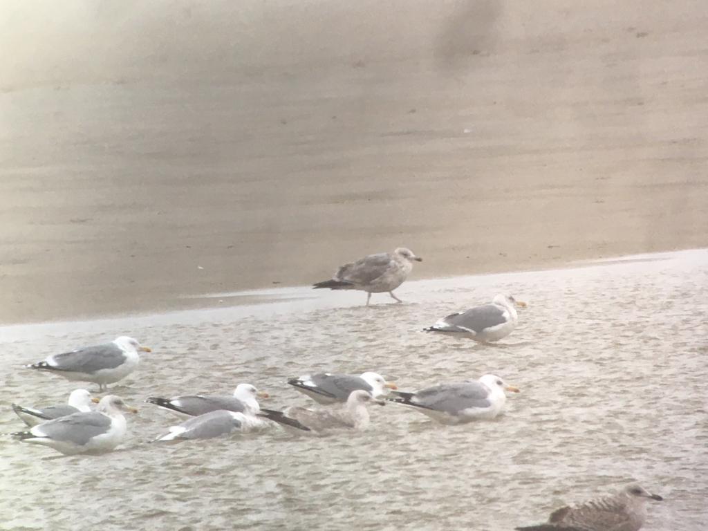 Herring_Gulls_at_Verdens_Ende.jpeg