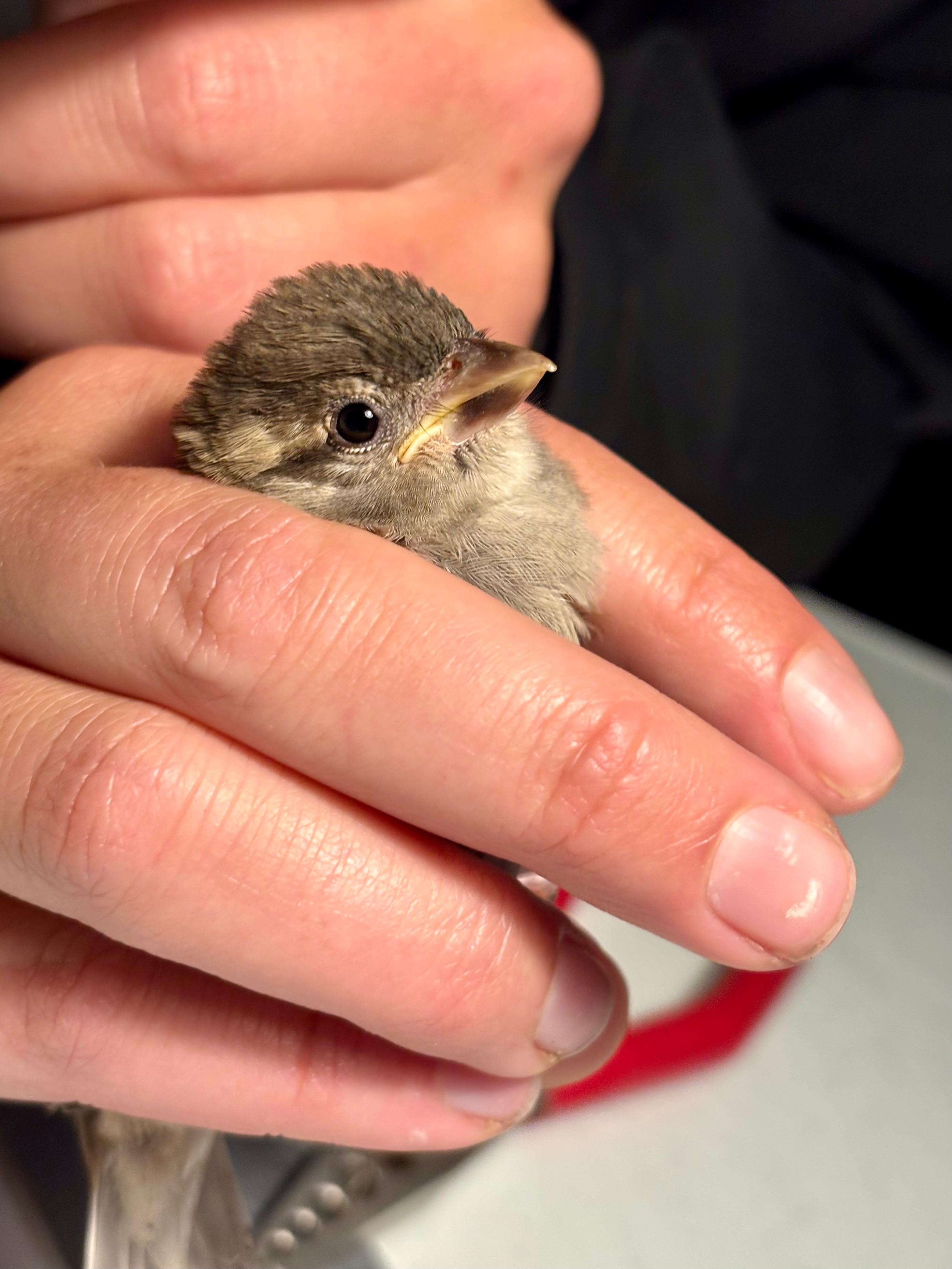 House_Sparrow.jpg