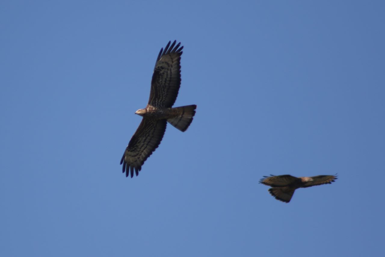 Hvepsevage Honey Buzzard 17 06 2023